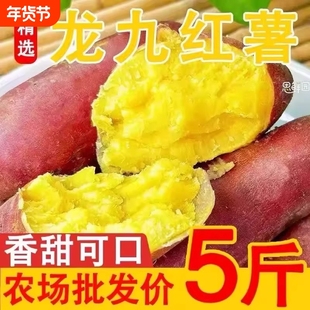 新鲜沙地龙九红薯黄心蜜薯现挖现发甜美健康自提农场番薯软糯甜蜜