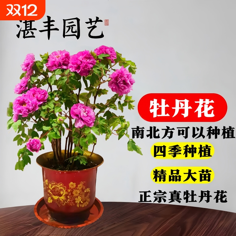 牡丹花树苗盆栽花苗重瓣洛阳正宗老桩庭院室内外四季种植花卉好养