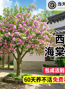 海棠花树苗高杆西府北美海棠耐寒植物庭院盆栽地栽风景树室外开花