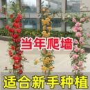 庭院爬墙爬藤植物阳台玫瑰花卉盆栽开花老桩室外 蔷薇花苗藤本月季