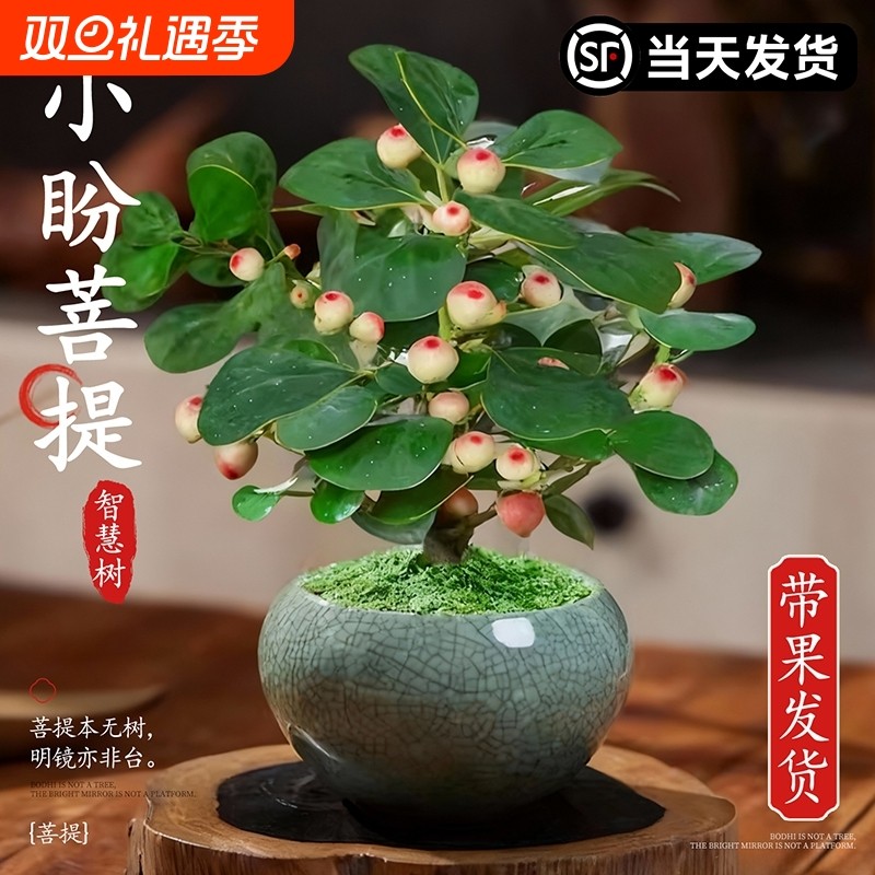 小盼菩提盆栽中式禅意摆件禅意盆景菩提树盆栽带果办公室桌面绿植