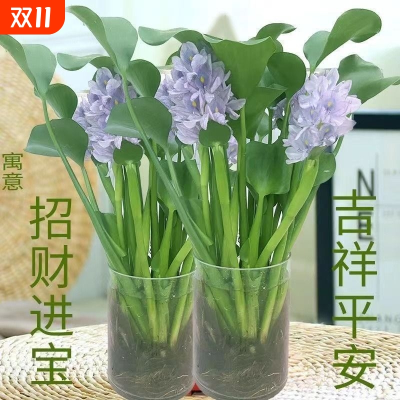 懒人水培植物花卉盆栽绿植花苗室内客厅水养水培花卉水养桌面摆件