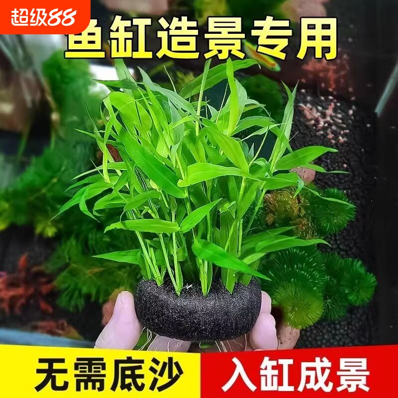 新手养鱼水草南美青竹陀草易养图片