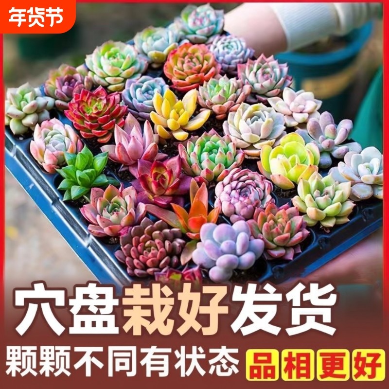 多肉植物批发多肉组合盆栽套餐栽好发货肉肉植物绿植组合石莲花