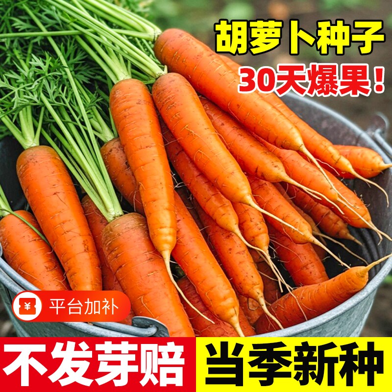 胡萝卜种子籽种水果萝卜四季秋冬蔬菜种籽大全高产种植冰激凌九斤