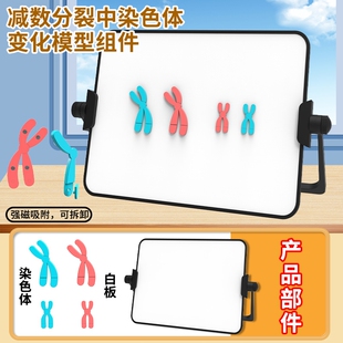 减数分裂中染色体变化模型磁吸式组件中学初中高中生学生物DNA遗传规律交叉互换实验器材教学仪器教具关系