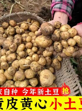 正宗恩施小土豆迷你新鲜