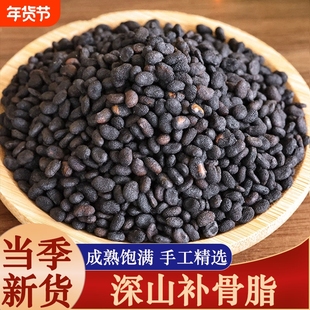 深山野生补骨脂中药材新货补骨脂破故纸婆黑故子补骨脂粉泡水无硫