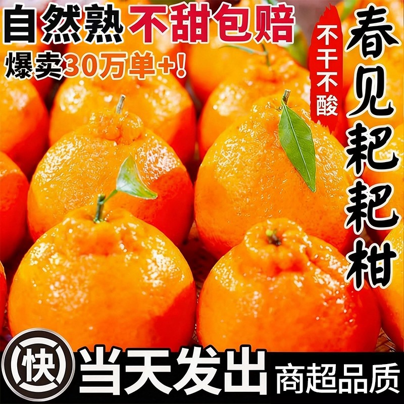 正宗四川春见耙耙柑粑粑柑新鲜水果当季整箱杷杷柑桔子采摘现摘,水产肉类/新鲜蔬果/熟食,桔子,淘宝优惠券,粉丝福利购,淘宝优惠卷