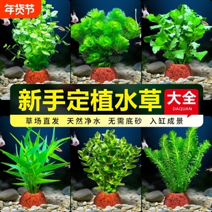 鱼缸火山石水草植物真草绿菊蜈蚣草水榕阴性新手水草造景净化水质