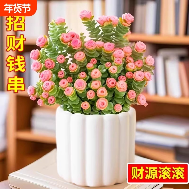 多肉植物红心钱串子锦盆栽稀有品种室内桌面阳台绿植新手好养肉肉