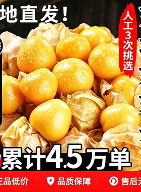 东北姑娘果5斤菇娘灯笼果新鲜当季现摘水果整箱特产小金豆甜大果