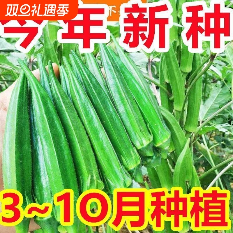 不易老水果秋葵种子生吃好种的水果黄色秋葵籽蔬菜