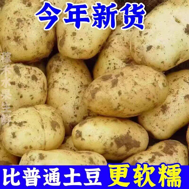 今年当季新鲜现挖黄心沙面农家土豆高山种植粉糯马铃薯