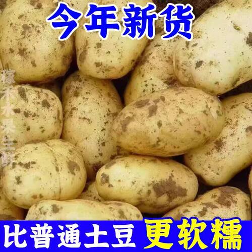 今年当季新鲜现挖黄心沙面农家土豆高山种植粉糯马铃薯
