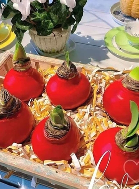 {进口球}朱顶红植物蜡封朱顶红蜡球注定红懒人无土植物室内桌面