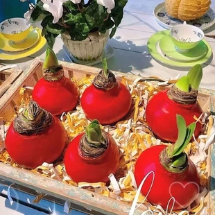 {进口球}朱顶红植物蜡封朱顶红蜡球注定红懒人无土植物室内桌面