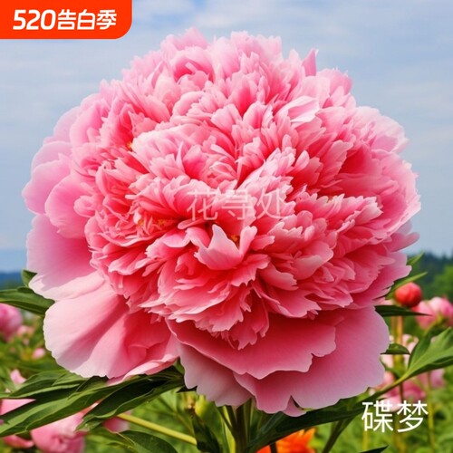 重瓣芍药花带芽根块阳台庭院耐寒四季盆栽花卉春季开花勺药