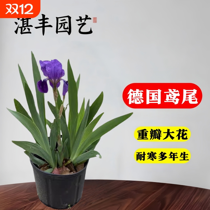 德国鸢尾花苗盆栽花室外地栽花卉庭院四季球根植物水培重瓣耐寒