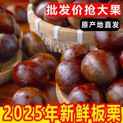 农家丹东板栗大山新鲜下树鲜栗子生嫩大板粟大果精选板栗整箱