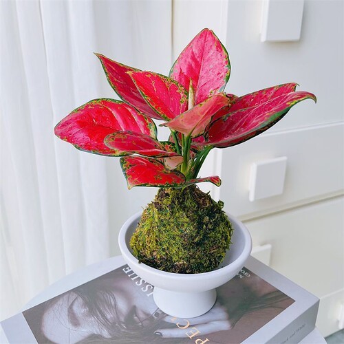 吉利红红颜如意水培植物室内花卉