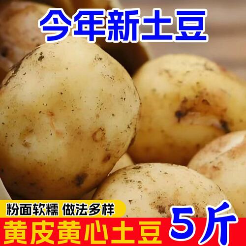 黄心小土豆新鲜恩施高山