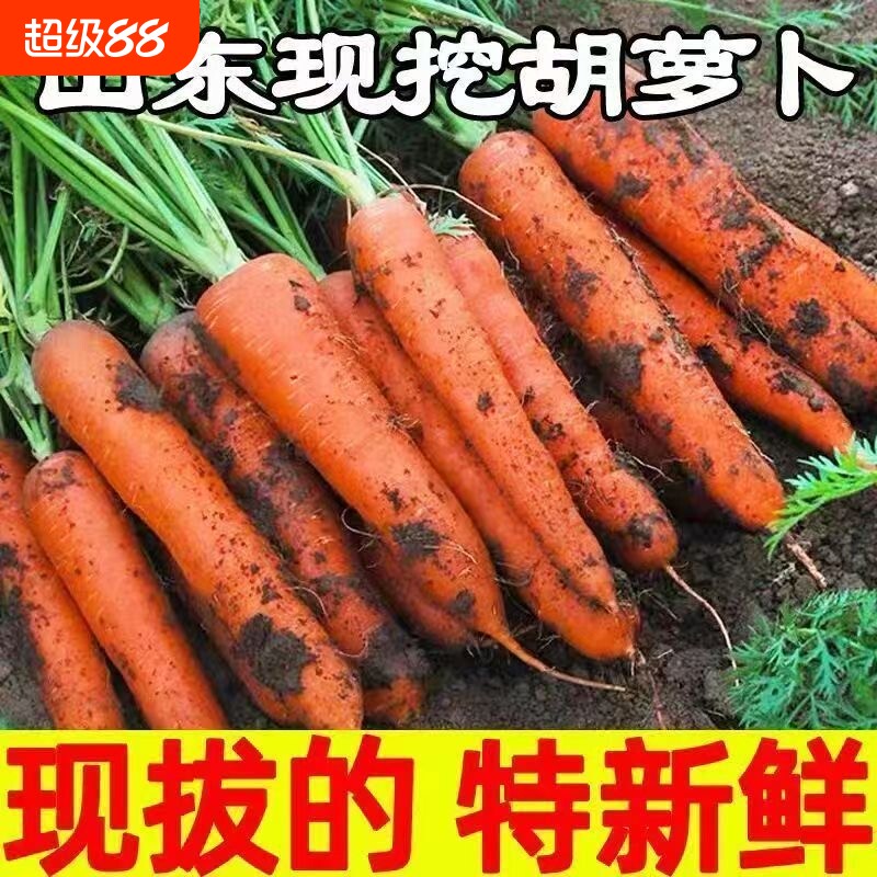 正宗胡萝卜新鲜现挖蔬菜带泥胡萝卜生吃脆甜农家自种胡萝卜整箱