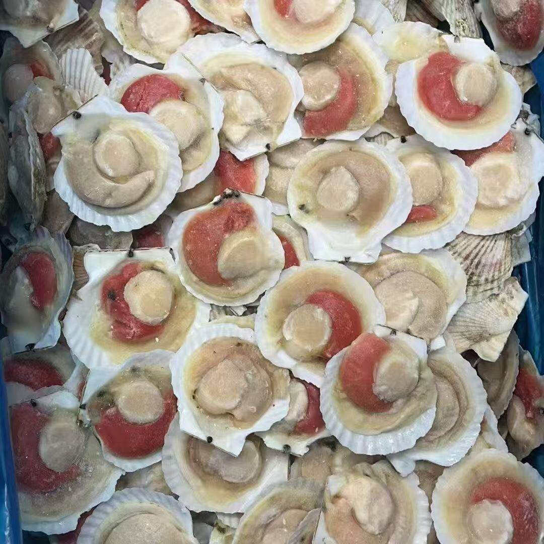 虾夷扇贝冷冻夏夷贝吊笼贝夏威夷贝半壳扇贝大带壳贝烧烤蒜蓉粉丝,水产肉类/新鲜蔬果/熟食,贝类制品,淘宝优惠券,粉丝福利购,淘宝优惠卷