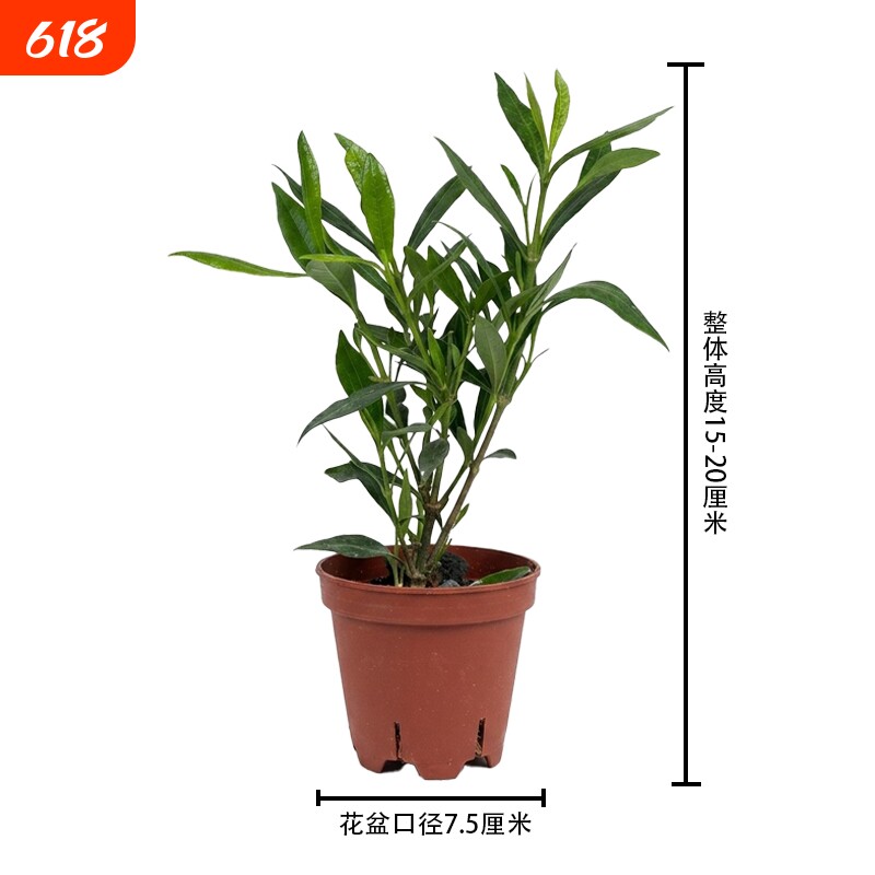 小叶栀子花盆栽盆景新手入门客厅绿植室内外摆件原土发货新鲜