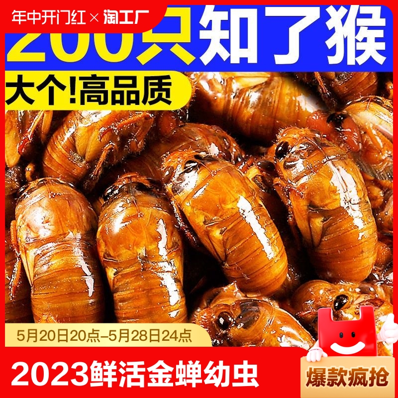 顺丰200只！刚抓山东鲜活知了猴