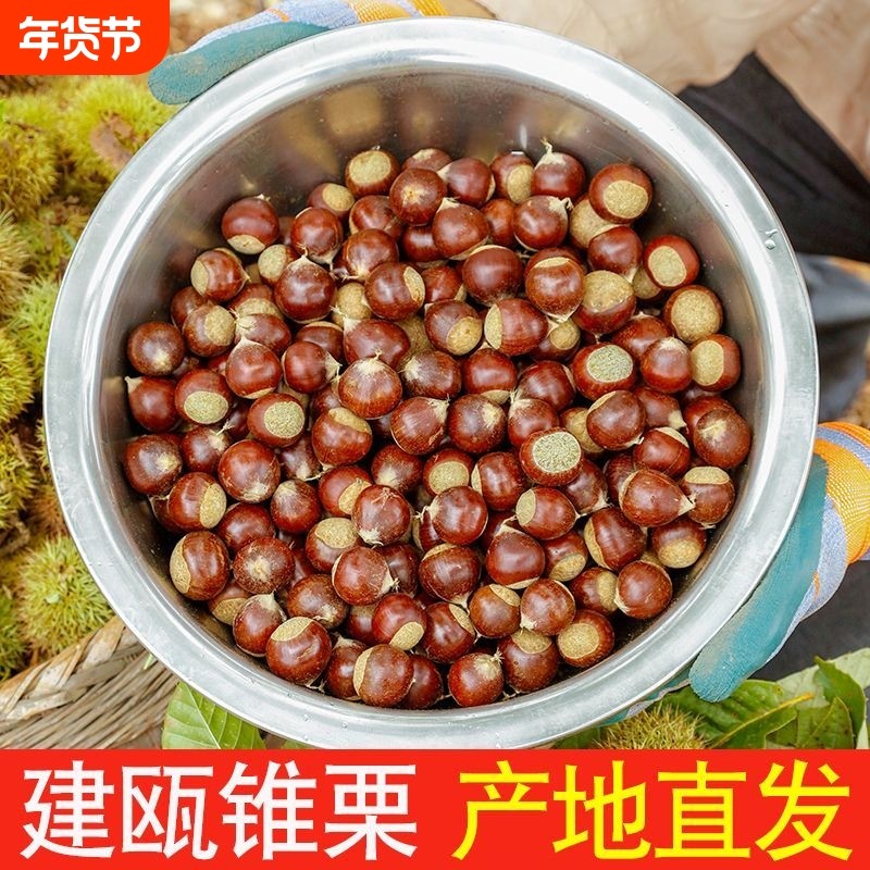 2025年锥栗生新鲜生板栗福建建瓯高山现摘油锥形板栗建瓯锥栗正宗