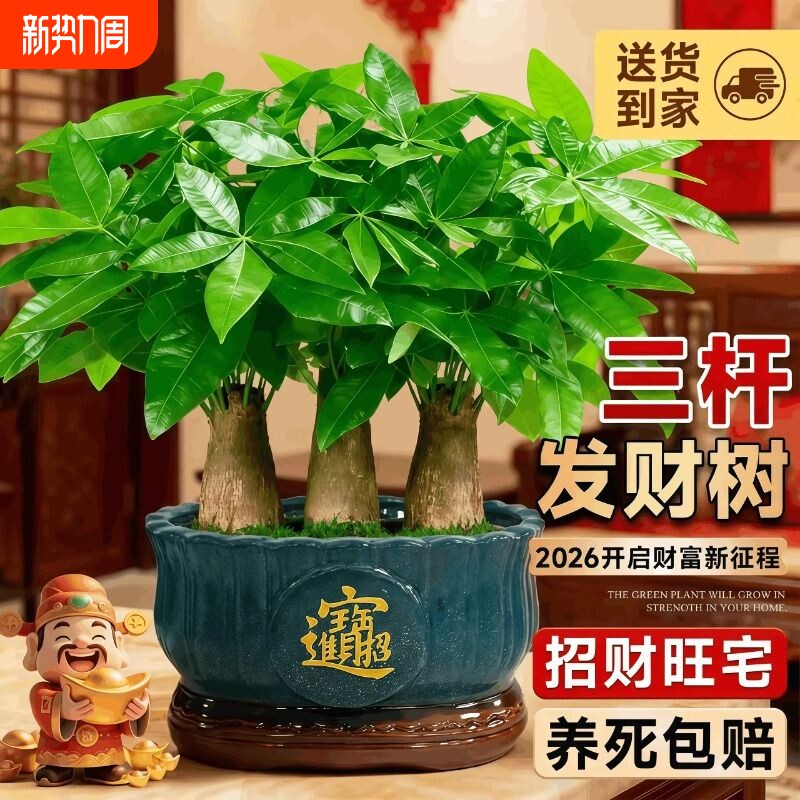 三杆发财树小盆栽办公室绿植桌面室内植物四季常青招财树好养送礼