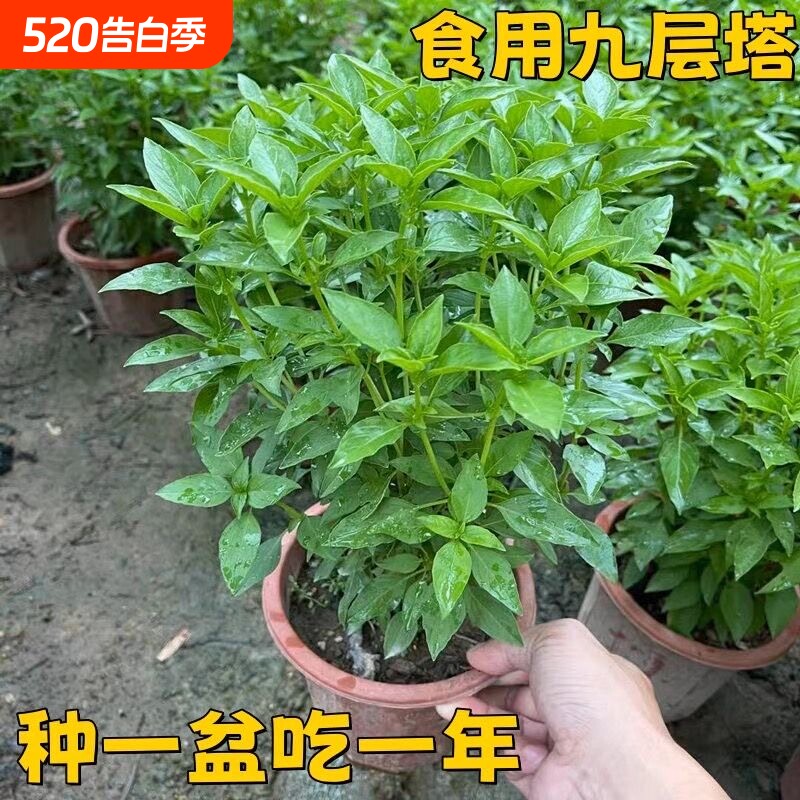 九层塔盆栽新鲜可食用香料调味三杯鸡擂茶薄荷带土罗勒潮汕金不换