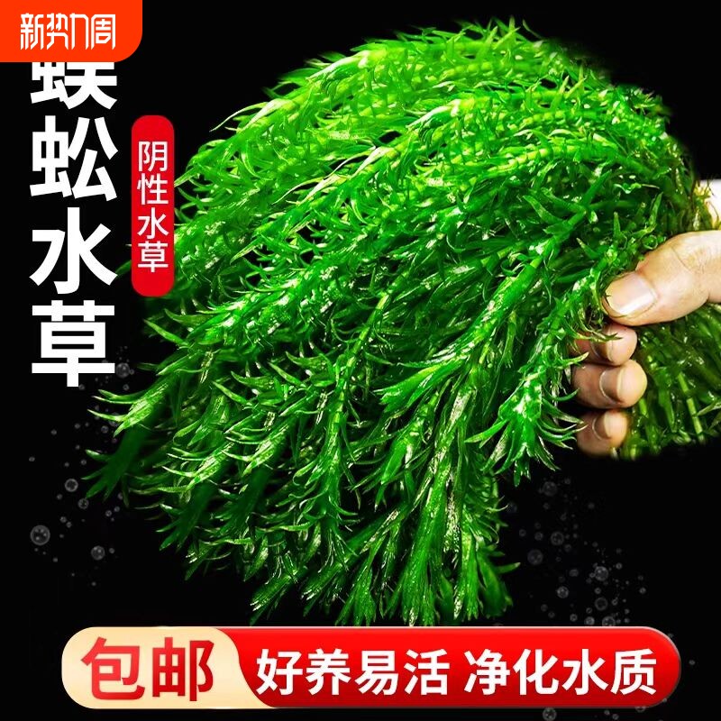 净水蜈蚣草水草植物鱼缸造景专用鱼草缸新手养鱼绿菊阴性后景绿植