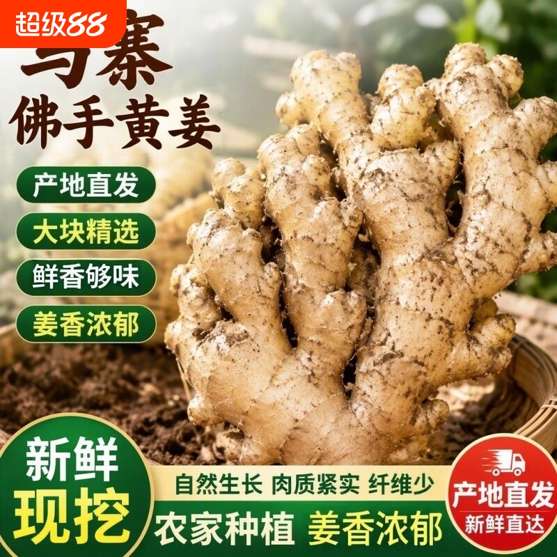 生姜老姜正宗马寨佛手老姜黄姜月子姜新鲜食现挖农家自种产地直发图片