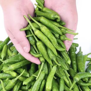 樟树港辣椒樟树现摘新鲜辣椒椒港椒辣椒农家新鲜辣椒包邮到家