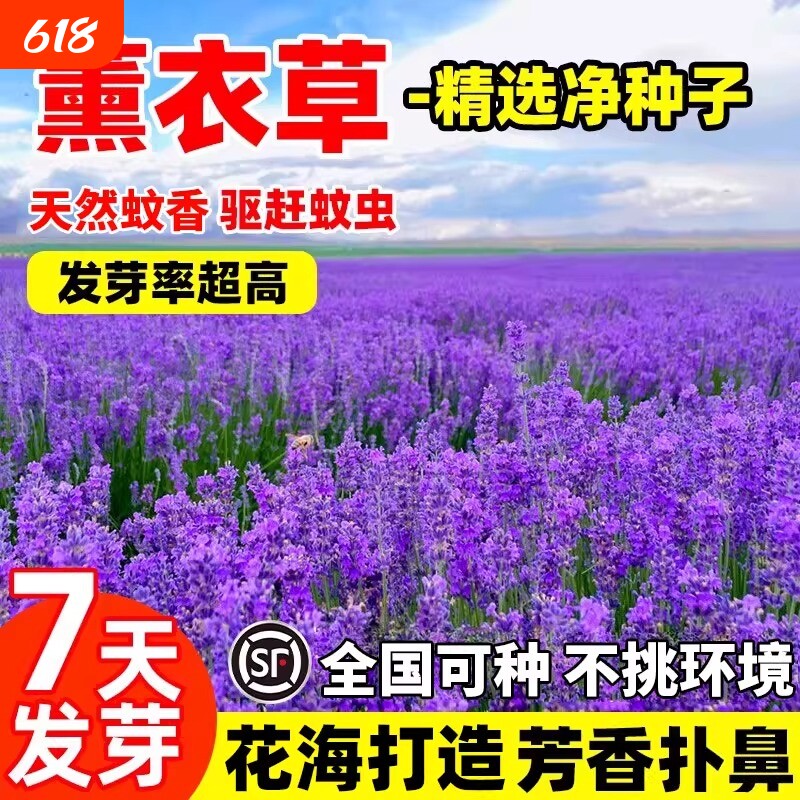 普罗旺斯薰衣草花籽四季驱蚊虫种子孑苗石竹庭院月见草阳台矢车菊
