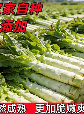 云南露天紫叶莴笋莴苣香笋火锅搭档时令绿肉鲜嫩脆青莴笋红叶莴苣