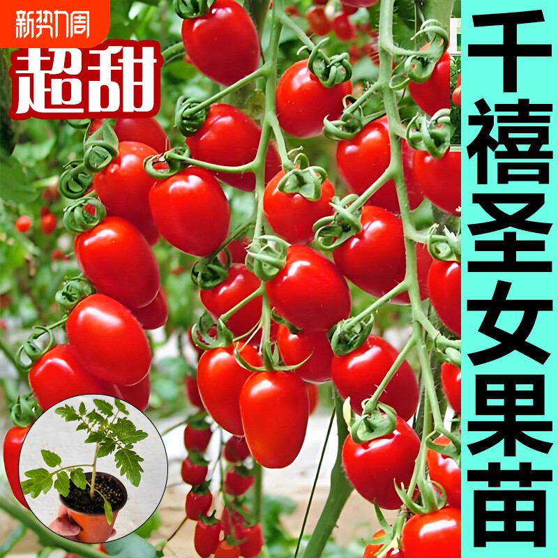 千禧圣女果秧苗阳台种植超甜小番茄苗秧青甜2号水果小西红柿盆栽