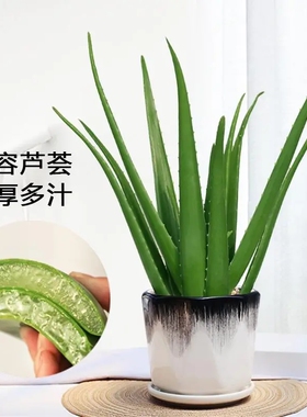 芦荟盆栽库拉索美容护肤绿色多肉植物花卉室内可食用办公室好养活