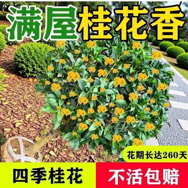 桂花盆栽树苗四季桂可食用开花不断室内阳台庭院浓香型花卉绿植物