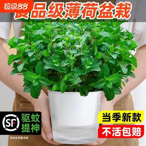 薄荷盆栽可食用盆栽室内驱蚊绿植