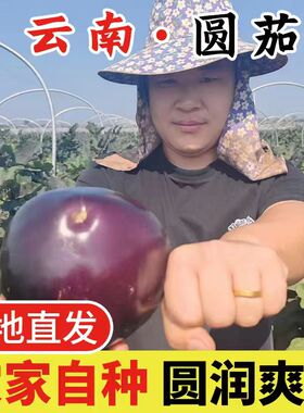 现摘云南茄子圆茄紫光农家紫色新鲜整箱时令蔬菜当季蔬菜3斤/5斤