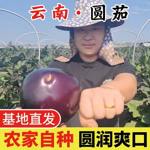 云南西双版纳新鲜圆茄子紫光红茄农家露天种植现摘