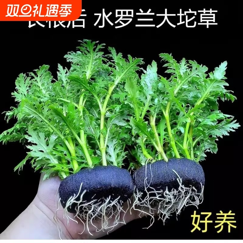 水罗兰坨草鱼缸沉底造景阴性淡水草增氧净水懒人新手好养活耐阴