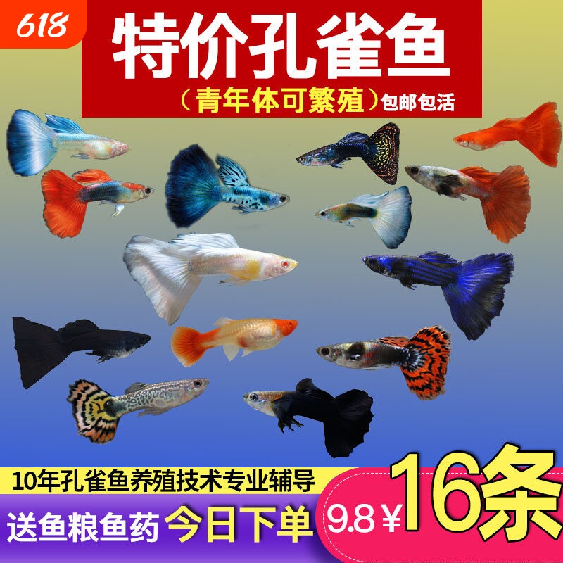 孔雀鱼纯种观赏鱼小型淡水好养热带鱼活体清道夫斑马金鱼小鱼鱼苗