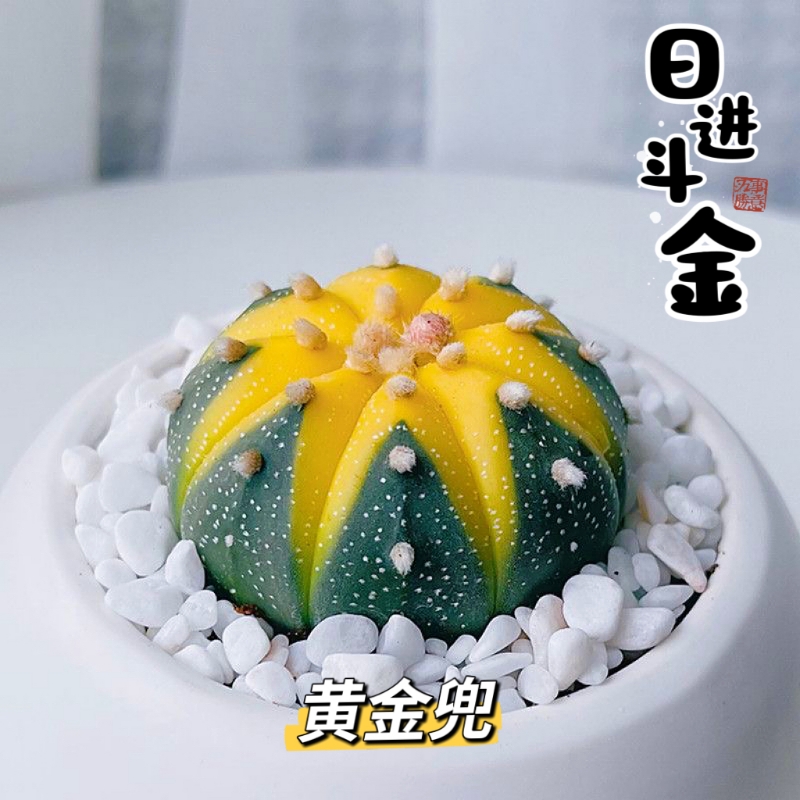 【金钱进兜】黄金兜星兜锦仙人球多肉植物办公室微型绿植花卉盆栽