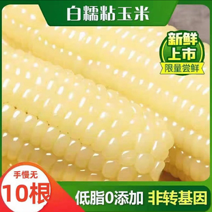 甜糯玉米 正宗东北白糯玉米软糯香甜拉丝粗粮代餐非即食独立包装