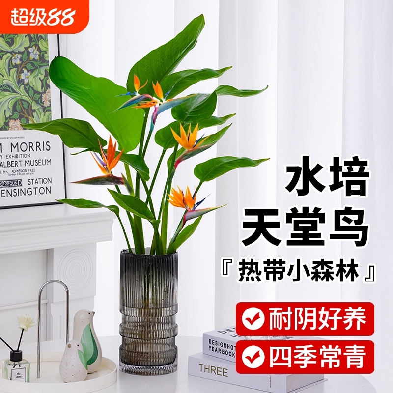 水培天堂鸟盆栽花卉植物室内客厅绿植桌面鹤望兰四季好养活吸甲醛