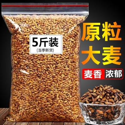 大麦茶原味正宗浓香型养胃解油腻麦芽苦荞茶正宗饭店批发散装